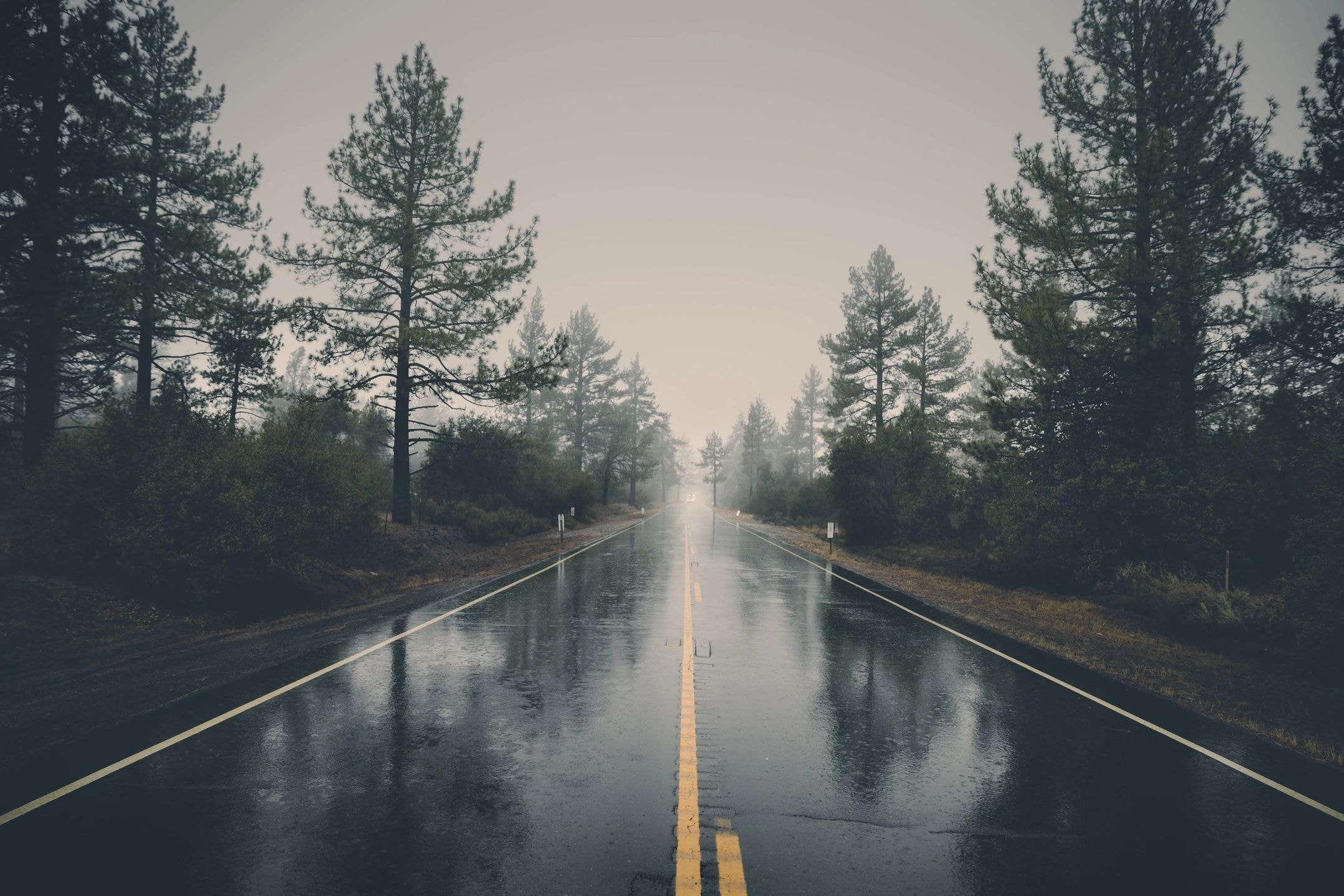 Misty forest road